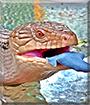 Mystique the Northern Eastern Blue Tongued Skink