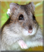 Barcie the Djungarian Hamster