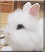 Mochi the Dwarf Rabbit