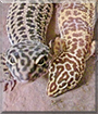Lissi and Cleo the Leopard Geckos