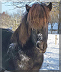 Töfrun the Islandic horse