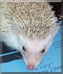Willow the Pinto Hedgehog