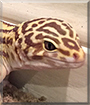 Sullivan the Giant Leopard Gecko