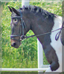 Journey the Paint Pony