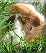 Sweeti the Guinea Pig