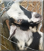 Clyde the Nigerian/Pygmy Hybrid Goat
