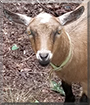Bonnie the Pygmy Goat