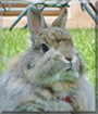 Felix the Rabbit
