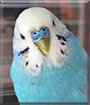 Toad the Budgerigar