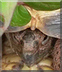 Packy the Russian Tortoise