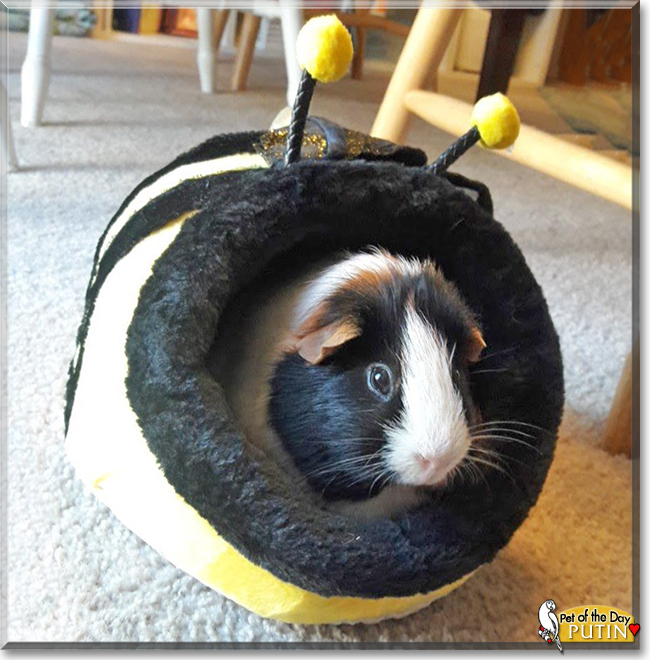 Putin the Guinea Pig, the Pets of the Day