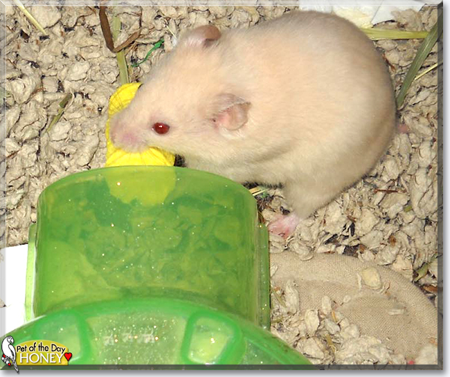 Honey the Hamster,  the Pet of the Day