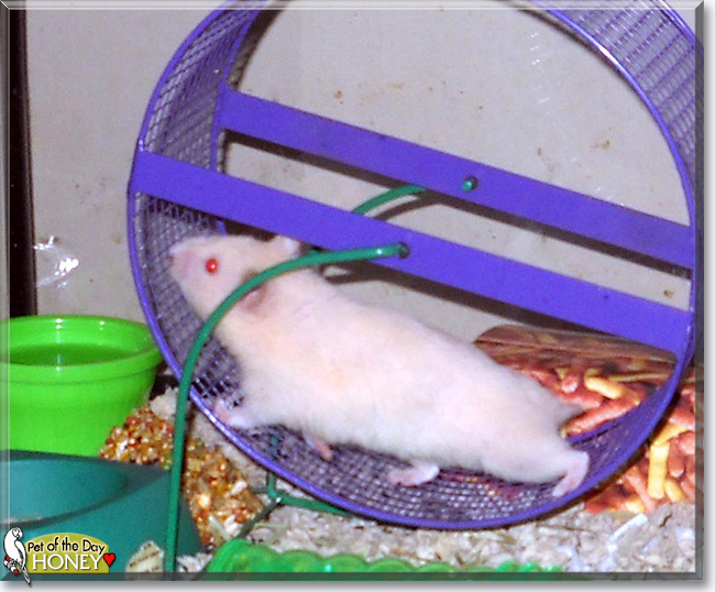 Honey the Hamster,  the Pet of the Day