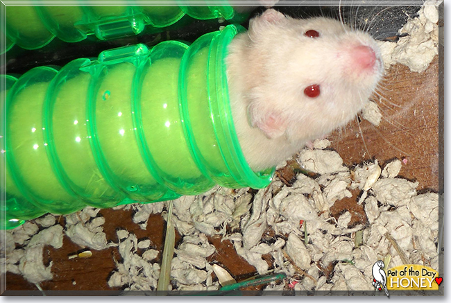 Honey the Hamster,  the Pet of the Day