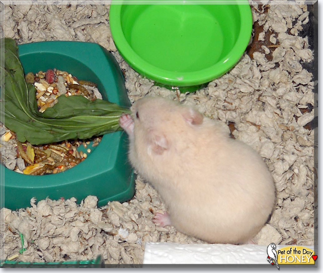 Honey the Hamster,  the Pet of the Day