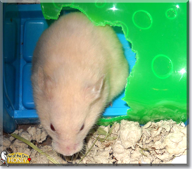 Honey the Hamster,  the Pet of the Day