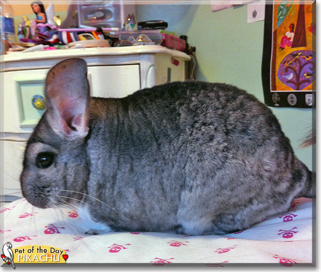 Pikachu the Grey Chinchilla,  the Pet of the Day