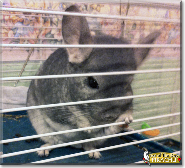 Pikachu the Grey Chinchilla,  the Pet of the Day