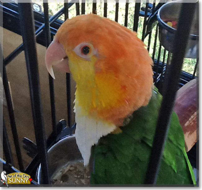 Sunny the Caique Parrot,  the Pet of the Day