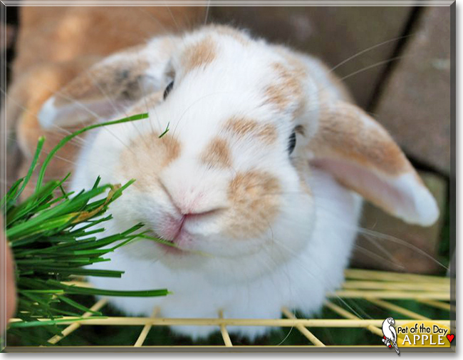 Apple the Rabbit,  the Pet of the Day