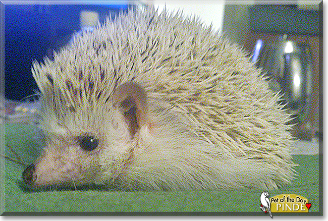 Pinde the African Pigmy Hedgehog,  the Pet of the Day