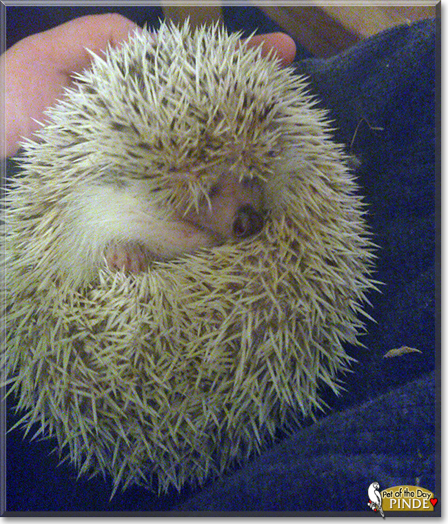 Pinde the African Pigmy Hedgehog,  the Pet of the Day