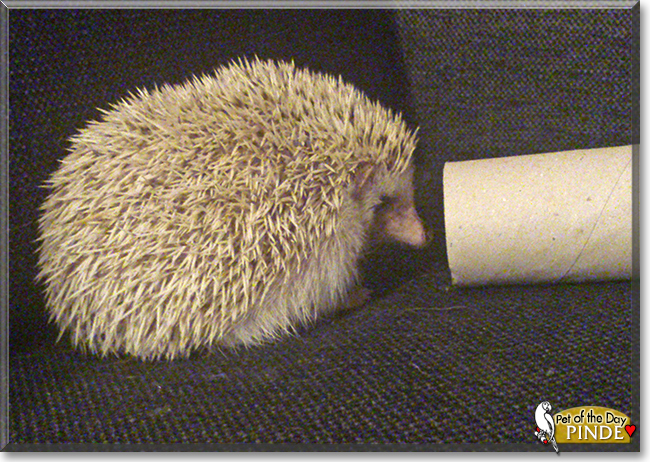 Pinde the African Pigmy Hedgehog,  the Pet of the Day