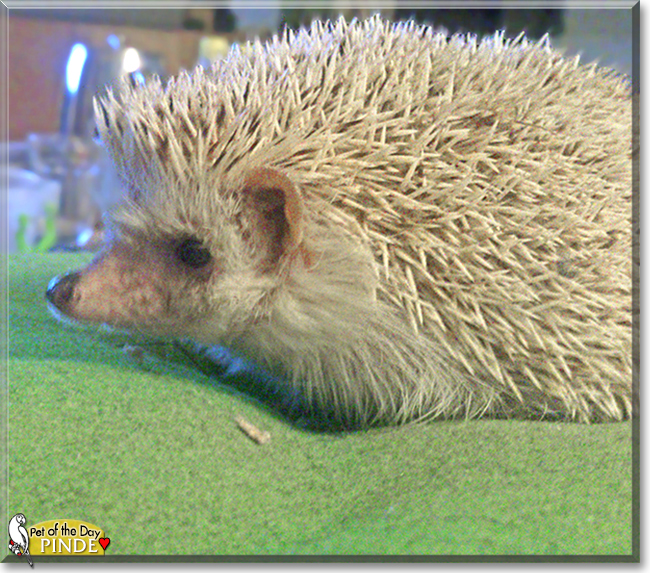 Pinde the African Pigmy Hedgehog,  the Pet of the Day