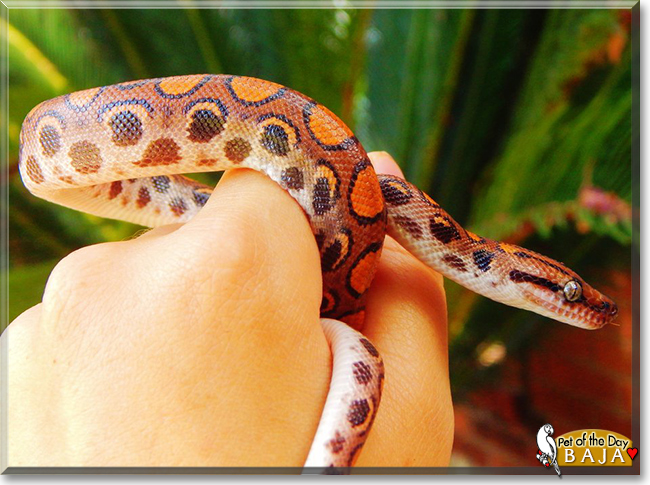 Baja the Brazilian Rainbow Boa, the Pet of the Day