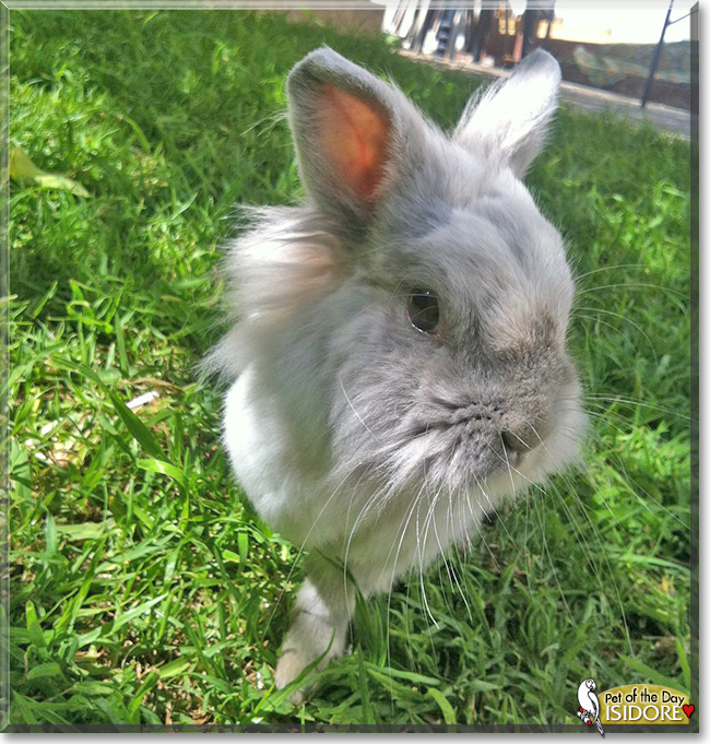 Isidora the Lionhead Rabbit,  the Pet of the Day