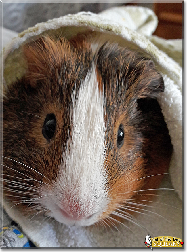 Squeaky the Rex Guinea Pig,  the Pet of the Day