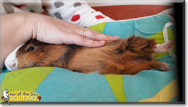 Squeaky the Rex Guinea Pig,  the Pet of the Day