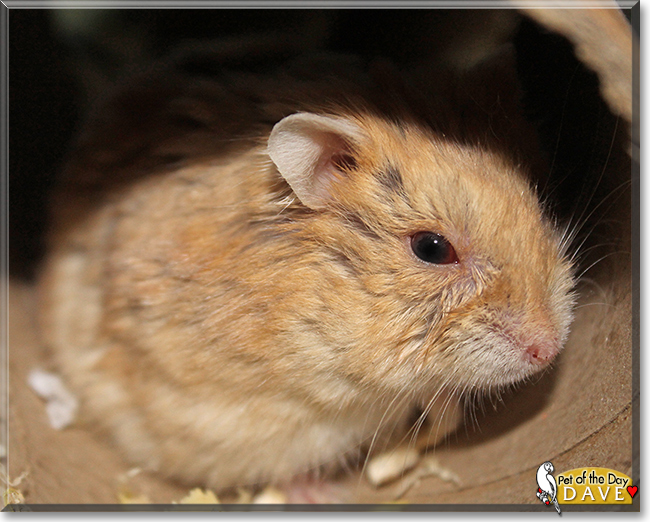 Dave the Russian Hamster,  the Pet of the Day