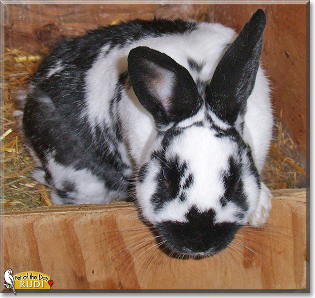 Rudi the Rabbit,  the Pet of the Day