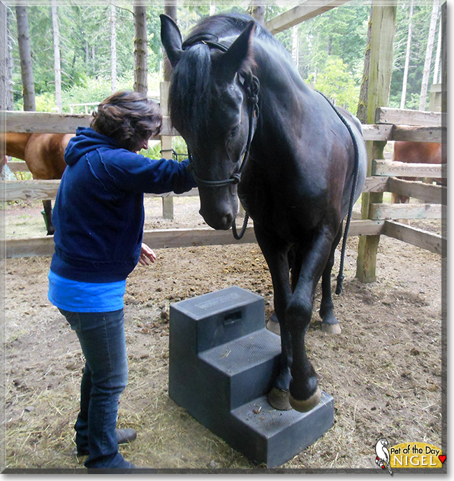 Nigel the Friesian mix Horse,  the Pet of the Day