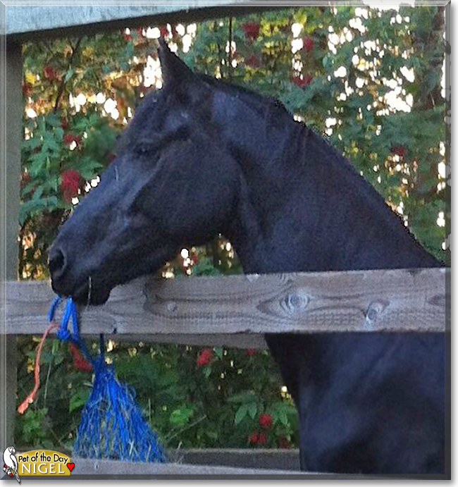 Nigel the Friesian mix Horse,  the Pet of the Day