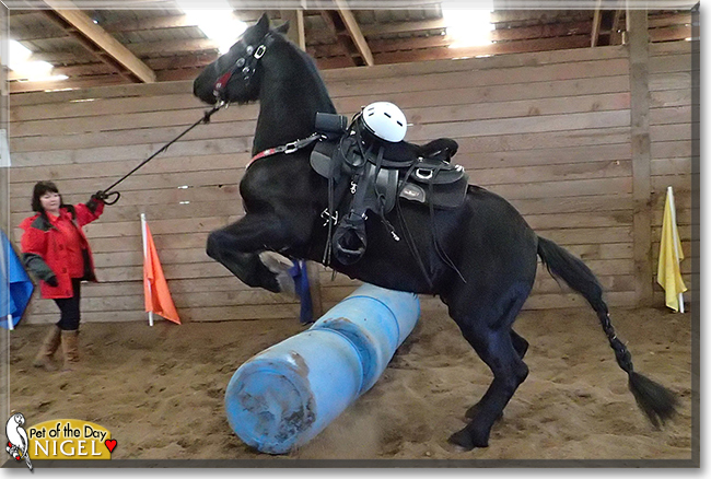 Nigel the Friesian mix Horse,  the Pet of the Day