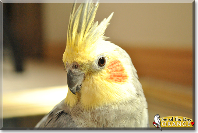 Orange the Cockatiel,  the Pet of the Day