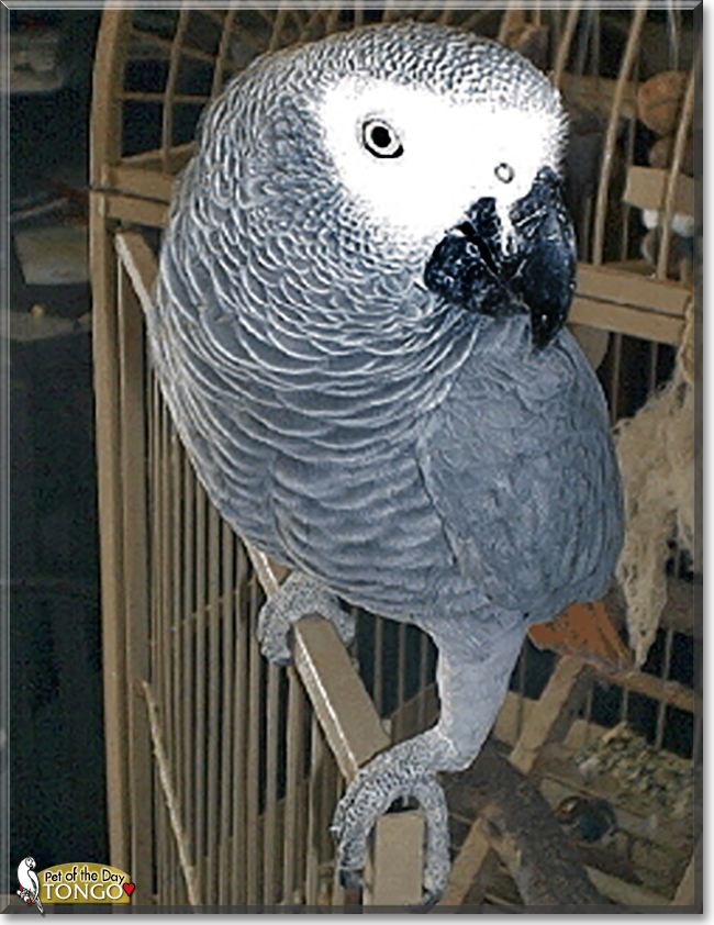 Tongo the African Grey Parrot,  the Pet of the Day
