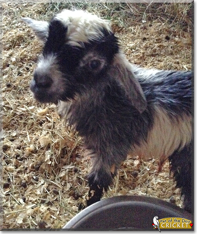 Cricket the Nigerian Dwarf Goat,  the Pet of the Day