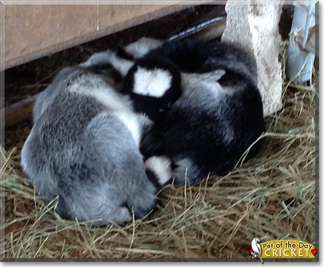 Cricket the Nigerian Dwarf Goat,  the Pet of the Day