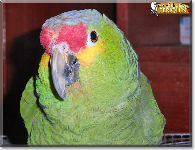 Periquin the Red-lored Amazon Parrot,  the Pet of the Day