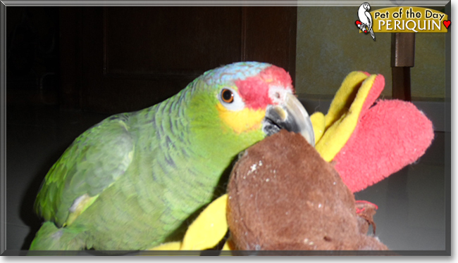 Periquin the Red-lored Amazon Parrot,  the Pet of the Day