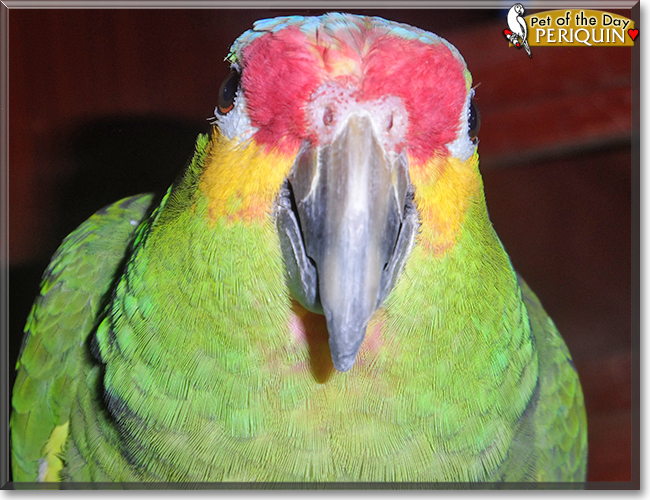 Periquin the Red-lored Amazon Parrot,  the Pet of the Day