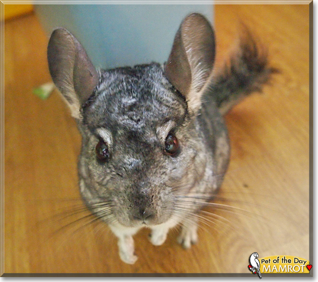 Mamrot the Chinchilla,  the Pet of the Day
