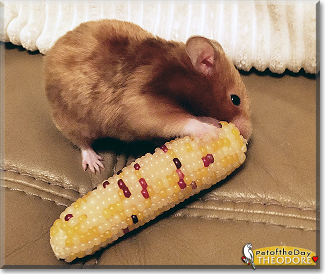 Theodore the Syrian Hamster,  the Pet of the Day
