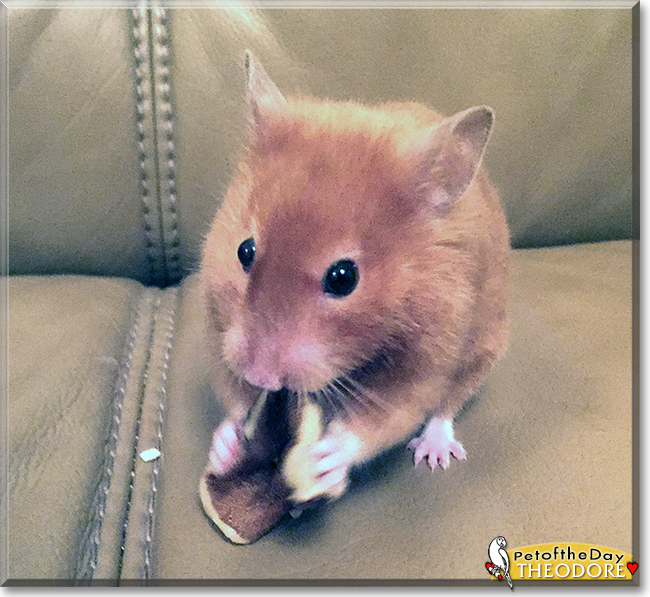 Theodore the Syrian Hamster,  the Pet of the Day