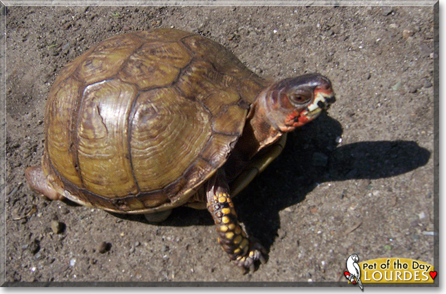 Lourdes the Three-toed Box Turtle,  the Pet of the Day