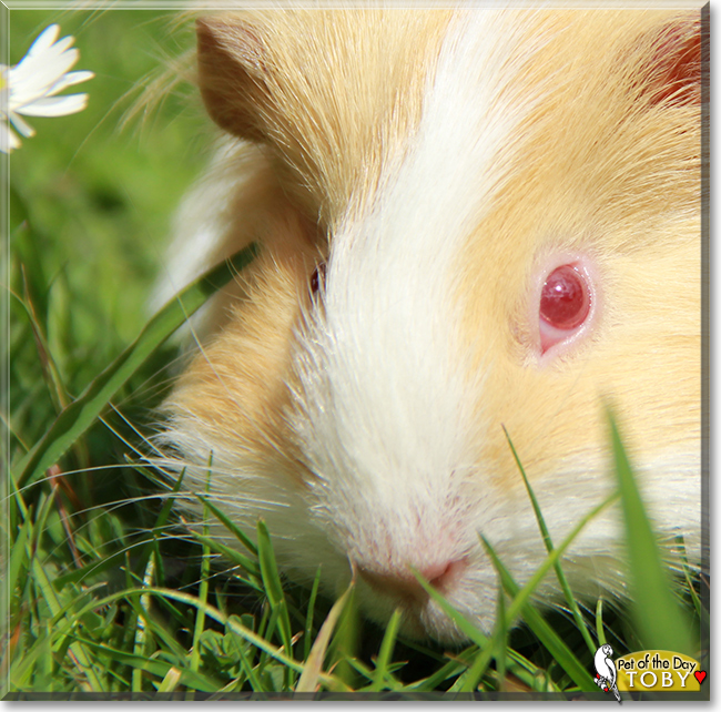 Toby the Sheltie Guinea Pig,  the Pet of the Day