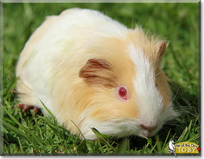 Toby the Sheltie Guinea Pig,  the Pet of the Day